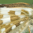 Pyrgus alveus